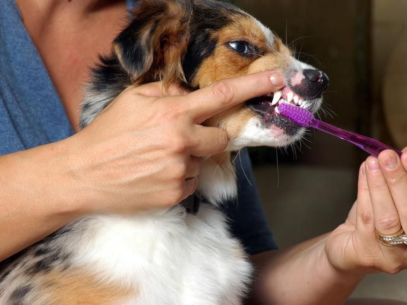 Brushing My Dog’s Teeth Is Silly — Debunked