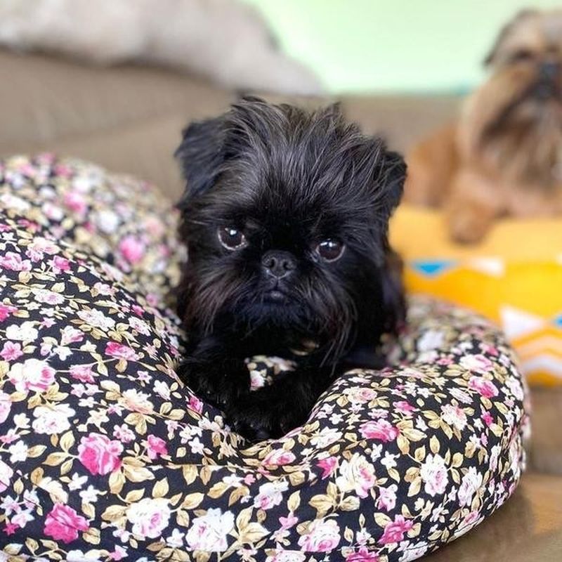 do affenpinscher like to cuddle