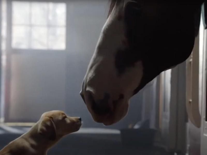 Budweiser's "Puppy Love" commercial.