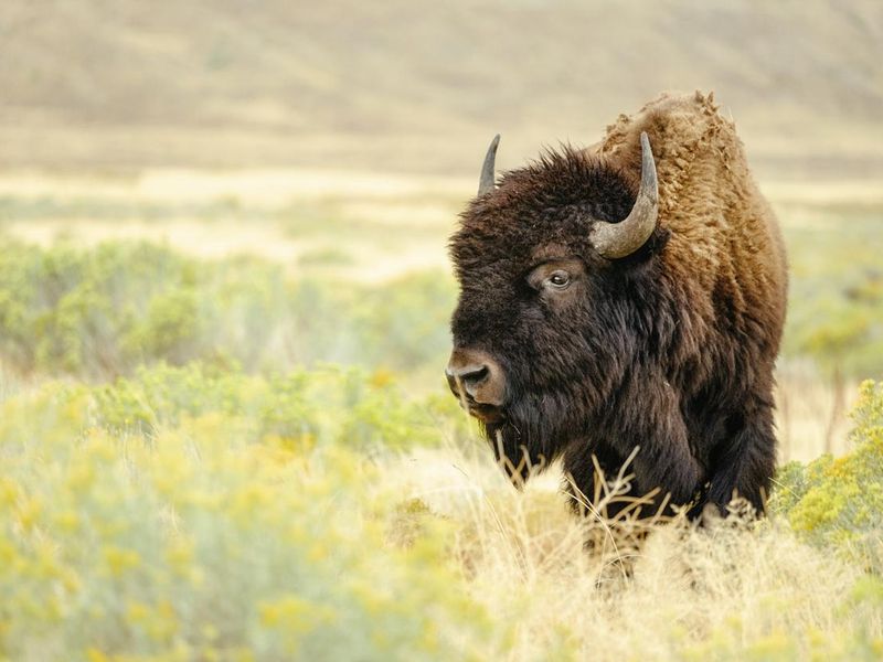 Buffalo, a spirit animal symbolic of strength