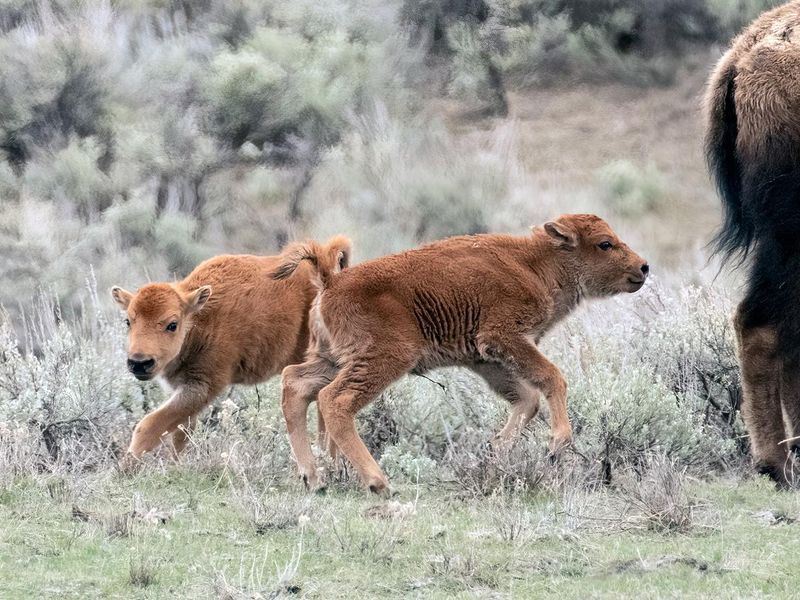 Buffalo or bison calves playing near mothers