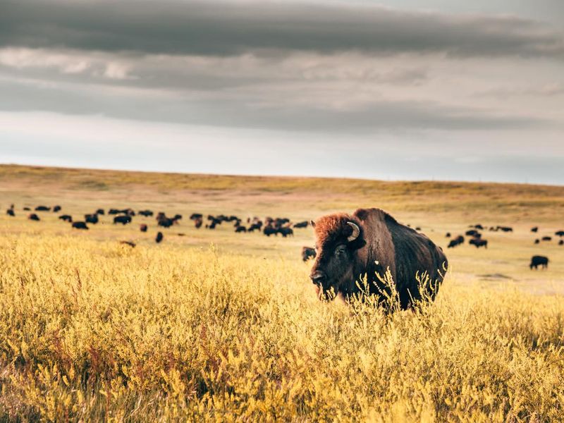 buffalos in the badlands national park, South Dakota