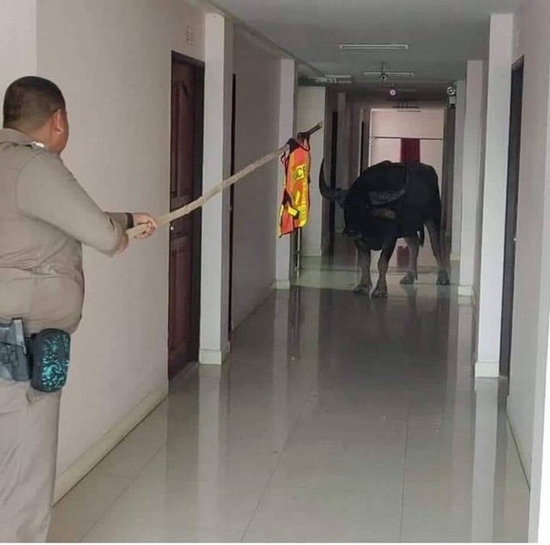 Bull in a hallway