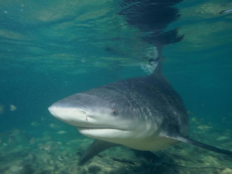 Bull Shark In the Bahamas