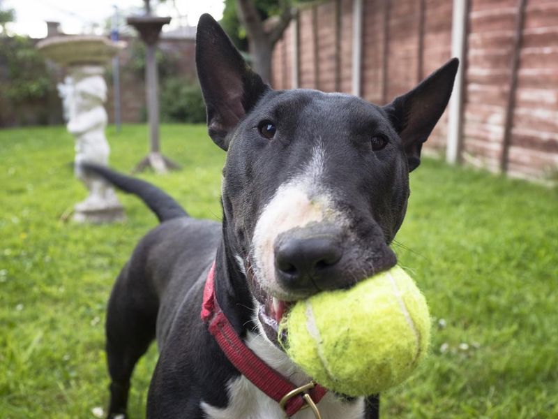 Bull terrier playing fetch