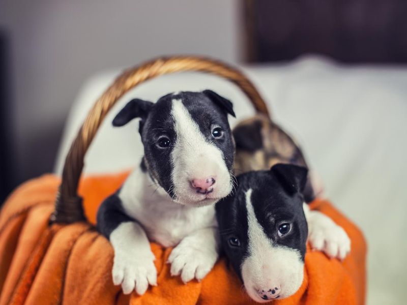 Bull terrier puppies in a basket