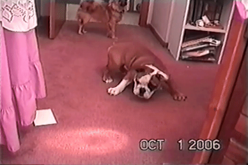Bulldog playing GIF
