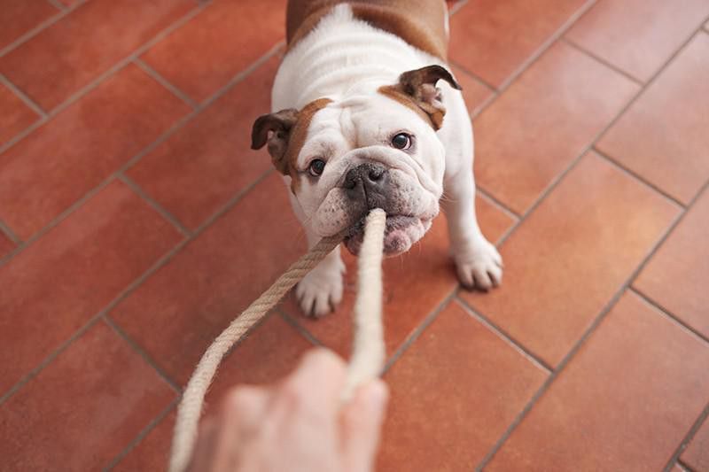 Bulldog pulling rope