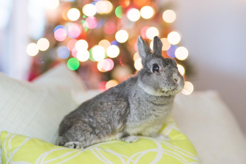 Bunny sitting on couch by Christmas tree