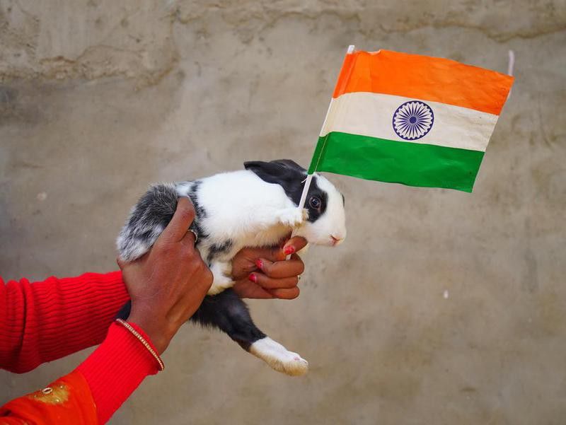 Bunny with Indian flag