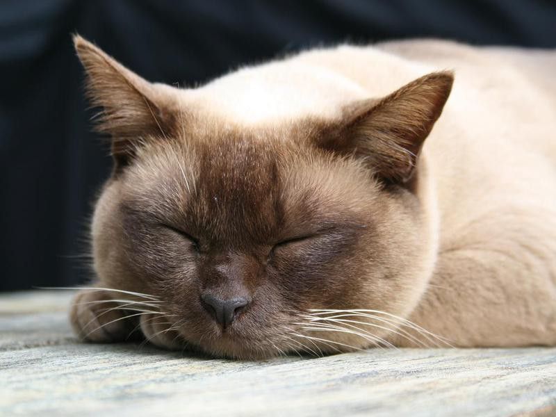 Burmese cat asleep on a deck