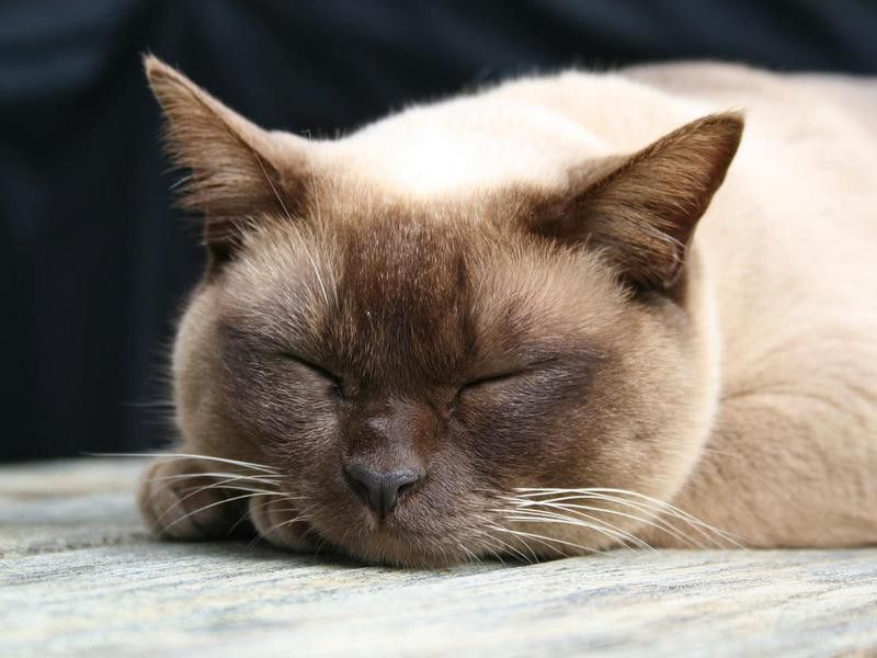 Burmese Cat asleep
