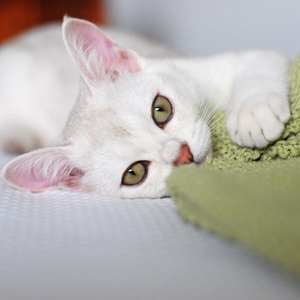 These Lazy Cat Breeds Make Excellent Couch Potatoes