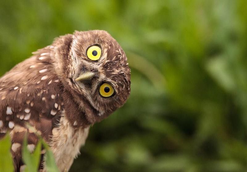 Burrowing owl tilting its head