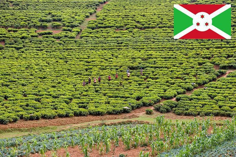 Burundi farm