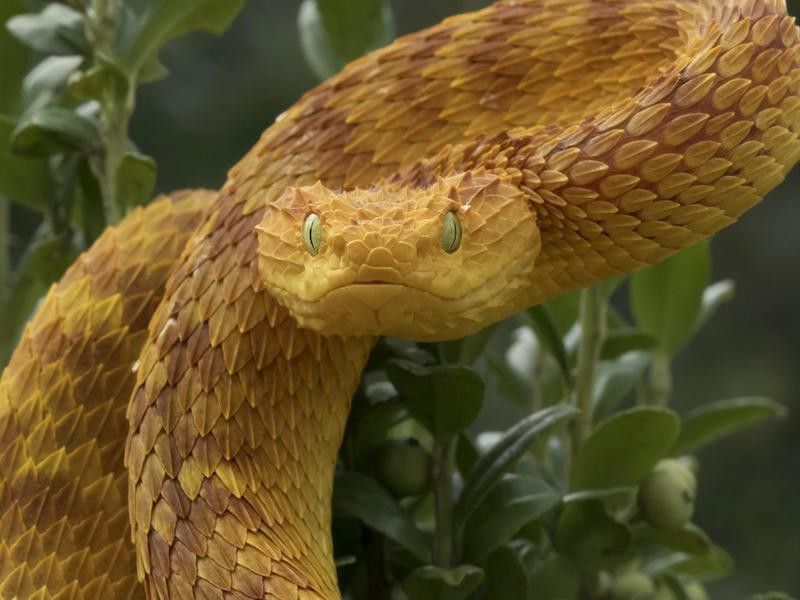 Bush Snake