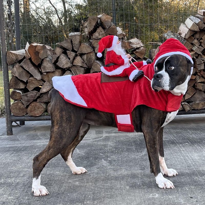 Bwogue Santa Dog Costume