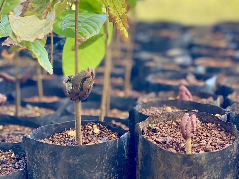 Cacao seeds in Semila, Puerto Rico