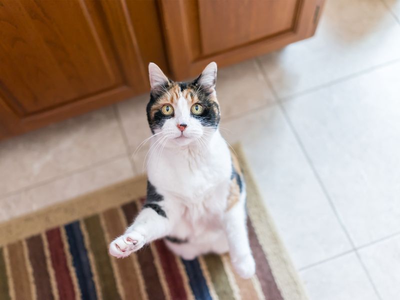 Calico cat standing up on hind legs