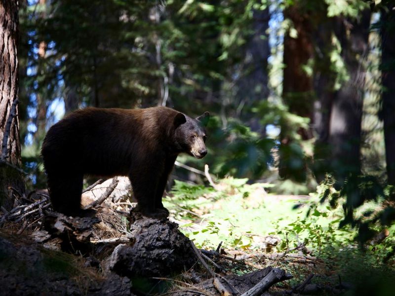 California Black Bear