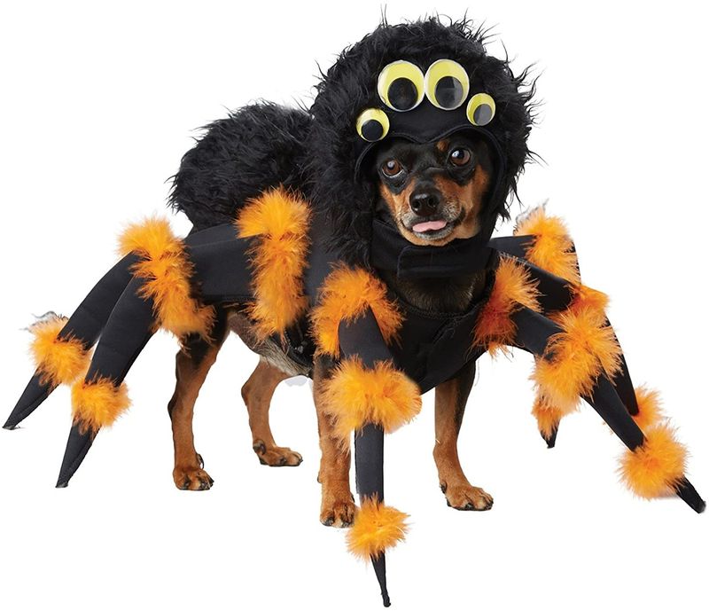 California Costumes pet spider pup dog costume