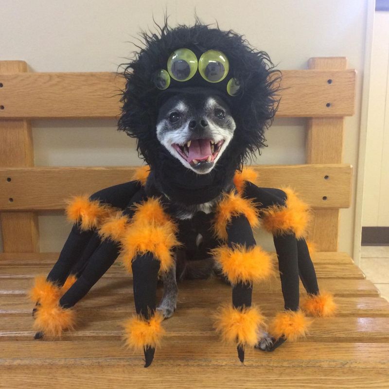 California Costumes Pet Spider Pup Dog Costume