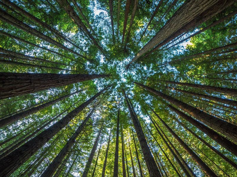 California giant redwood