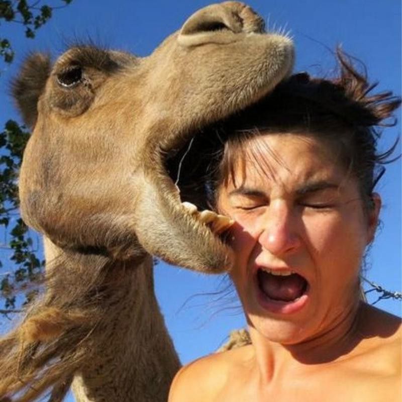 Camel biting person