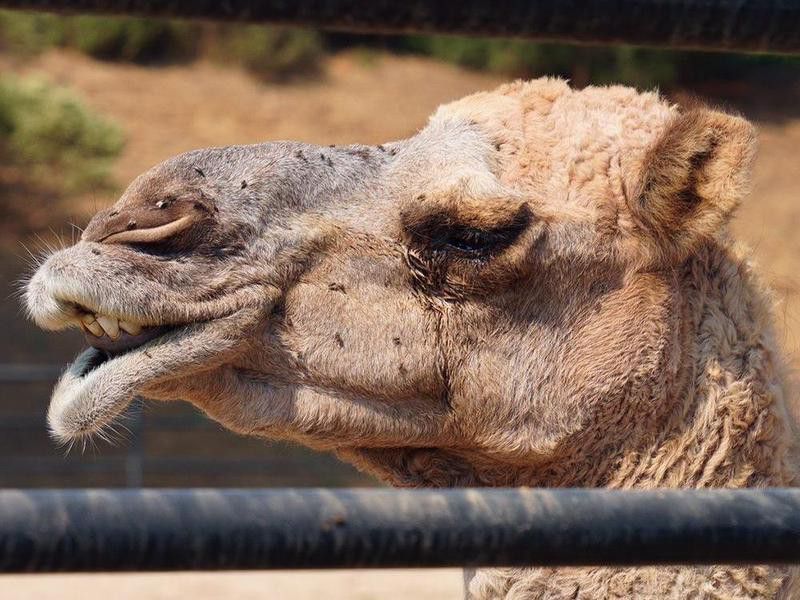 Camel covered in flies at Monterey Zoo