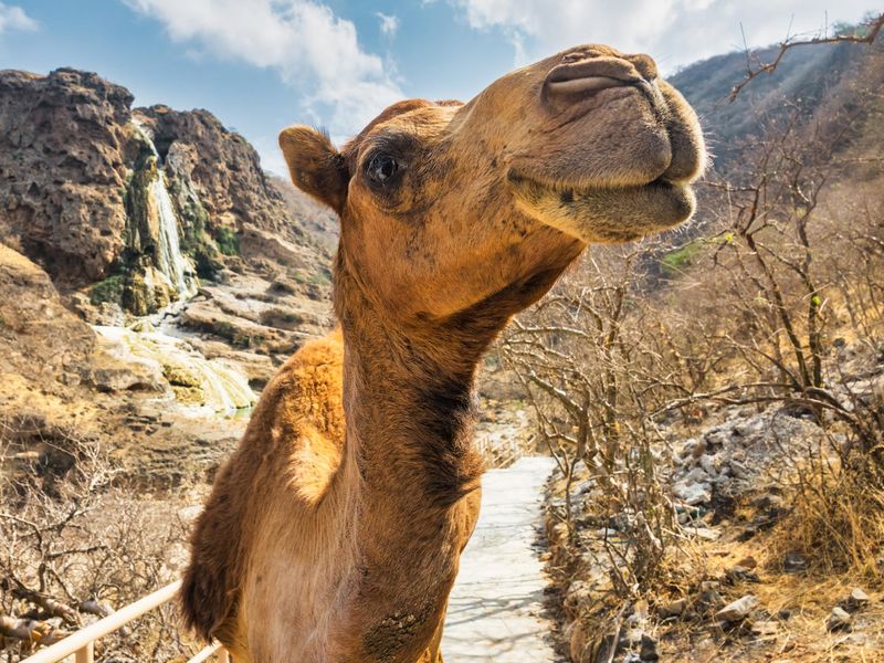 Camel Wadi Darbat Salalah Dhofar Oman