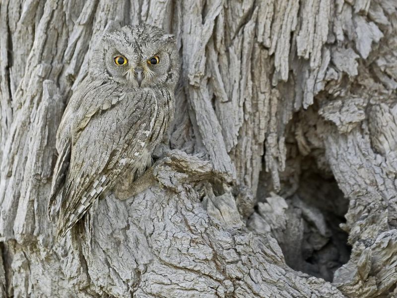 Camouflaged animal owl