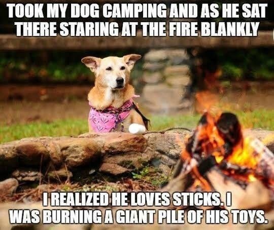 Camping with dogs meme