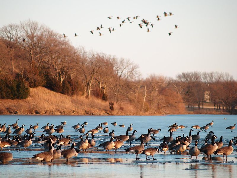 Canada geese on Lake Shawnee, Topeka, Kansas