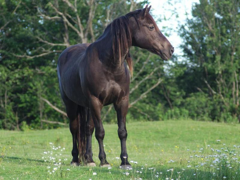 Canadian horse in field