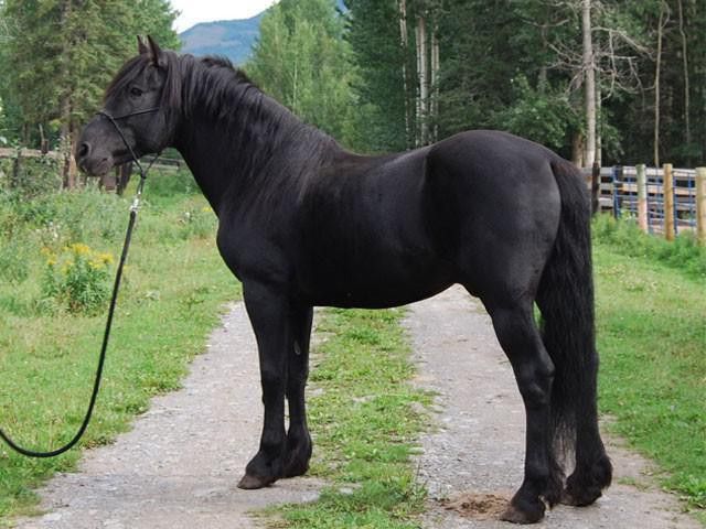 Canadian horse