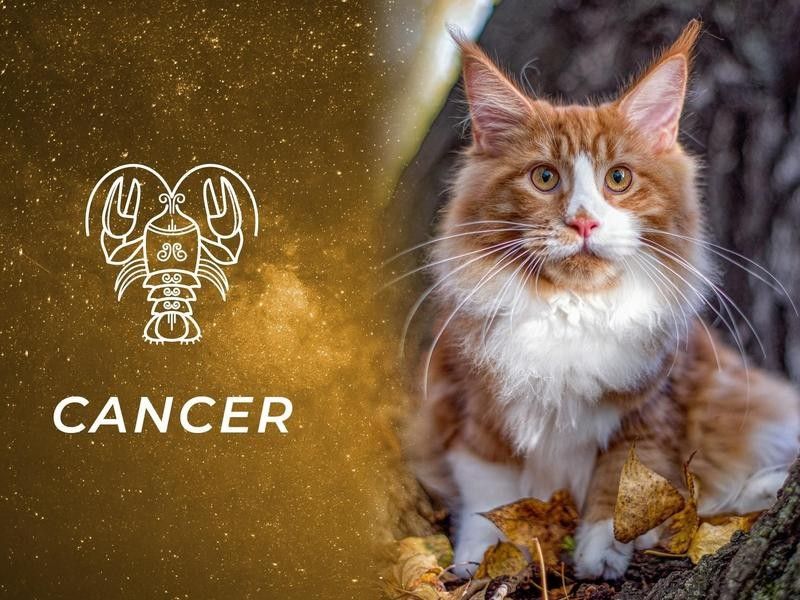 Cancer: Maine Coon