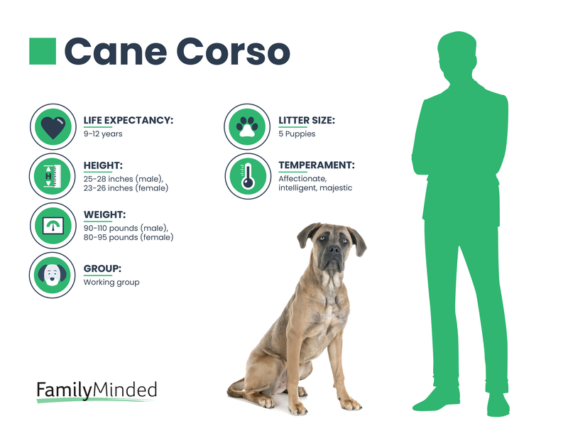 Cane Corso breed