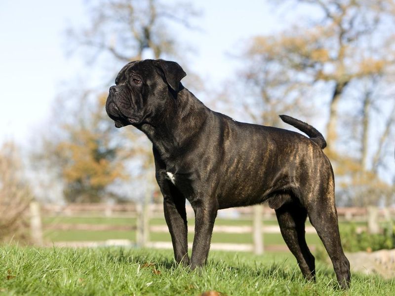 Cane Corso standing on grass
