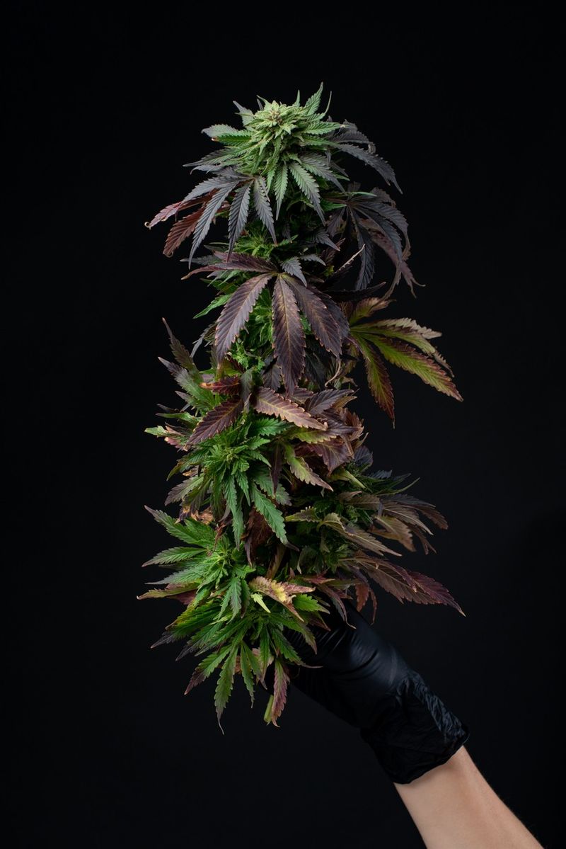 Cannabis branch with purple leaves