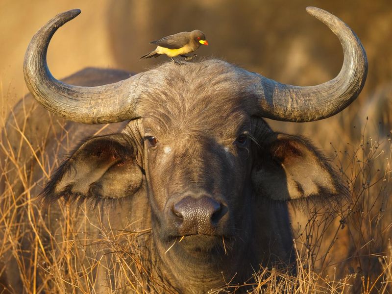 Cape Buffalo and Yellow Billed Oxpecker