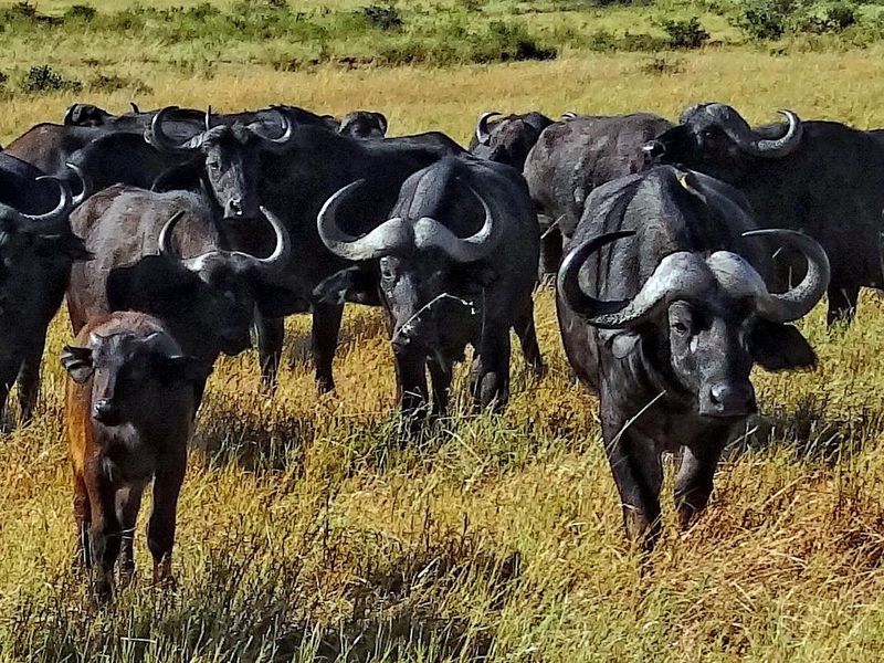 Cape buffalos in Masai Mara
