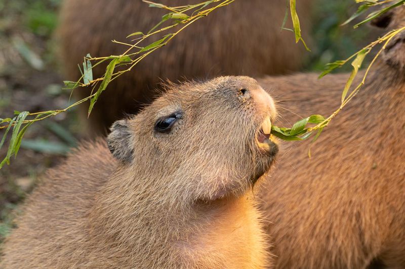 Capybara eating