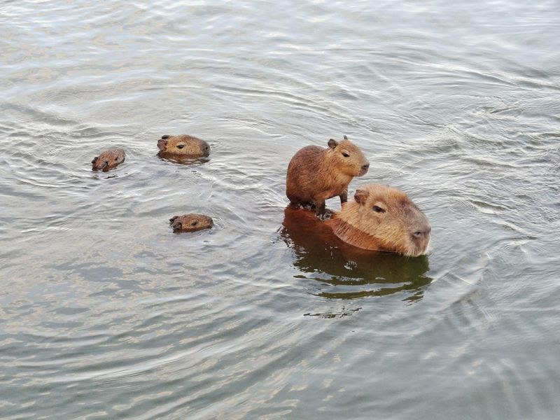 Capybara family swimming in a lake in Brazil