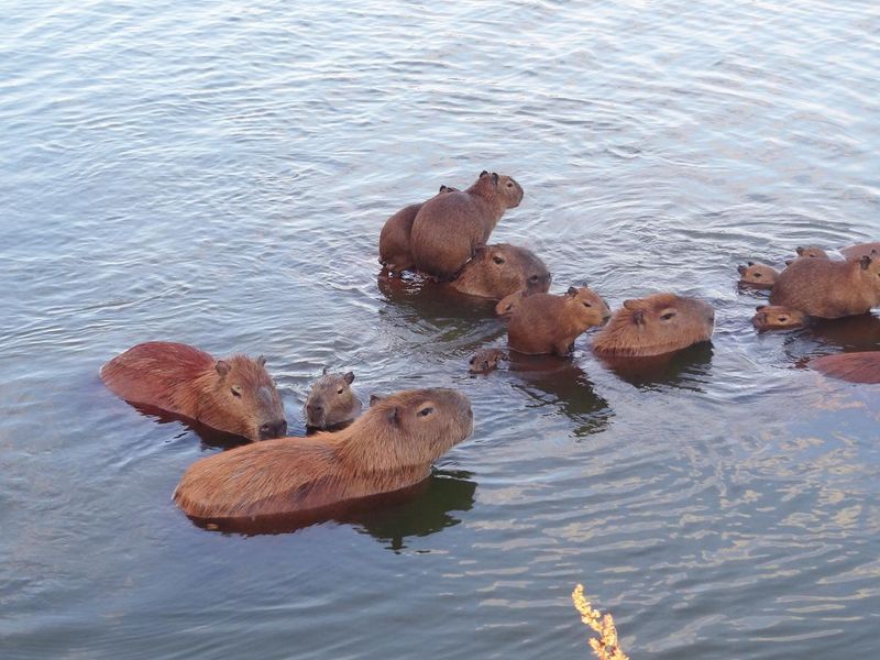 Capybara family swimming in a lake