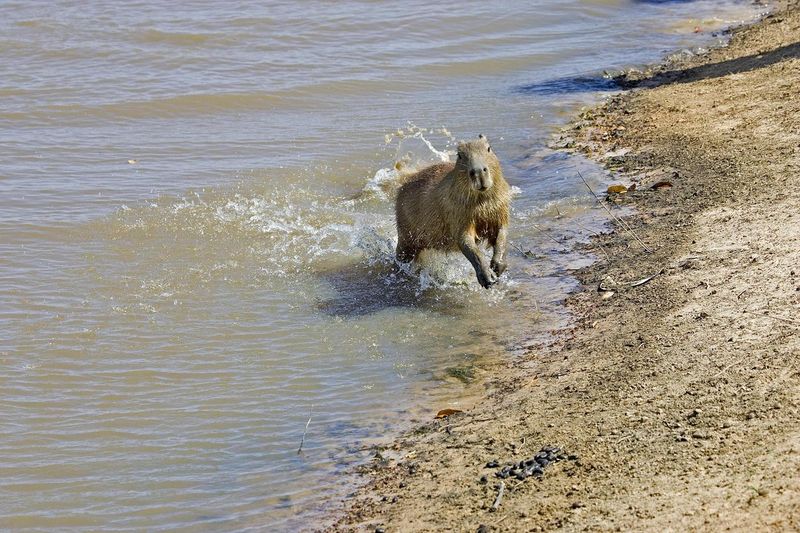 Capybara, hydrochoerus hydrochaeris, emerging from Los Lianos River in Venezuela