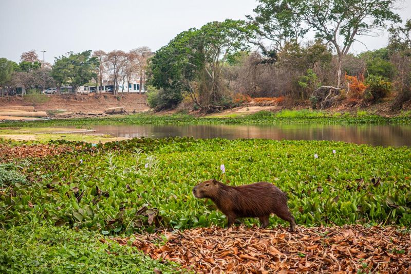 Capybara near the Paraguay River