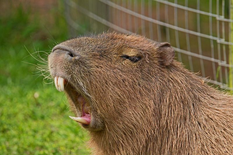 Capybara showing his teeth