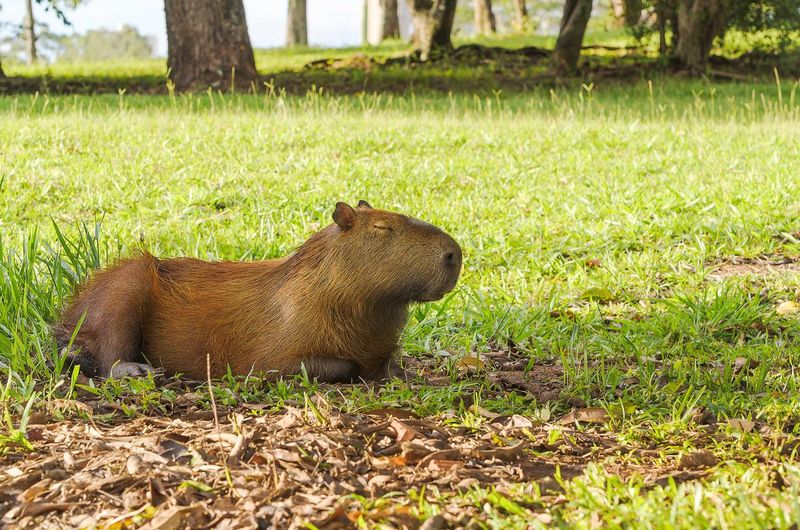 Capybara sleeping with eyes closed