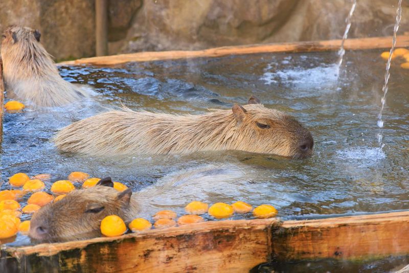Capybara soaked in warm yuzu bath