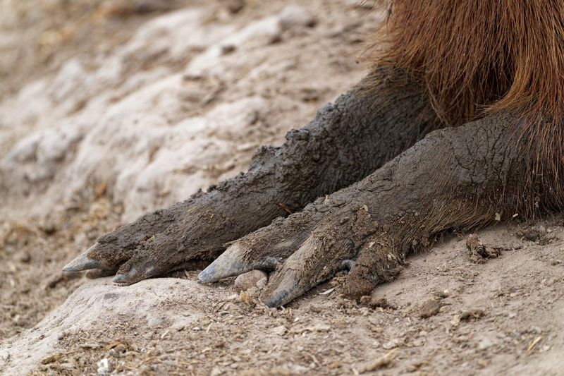 Capybara toes